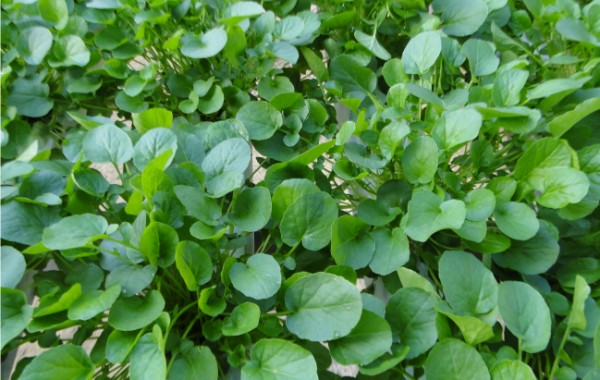 Agrião do Seco Hidropônico