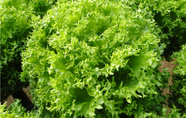 Alface Frisée Hidropônica